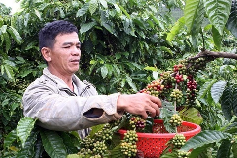 Harvest coffee (Photo: VNA)